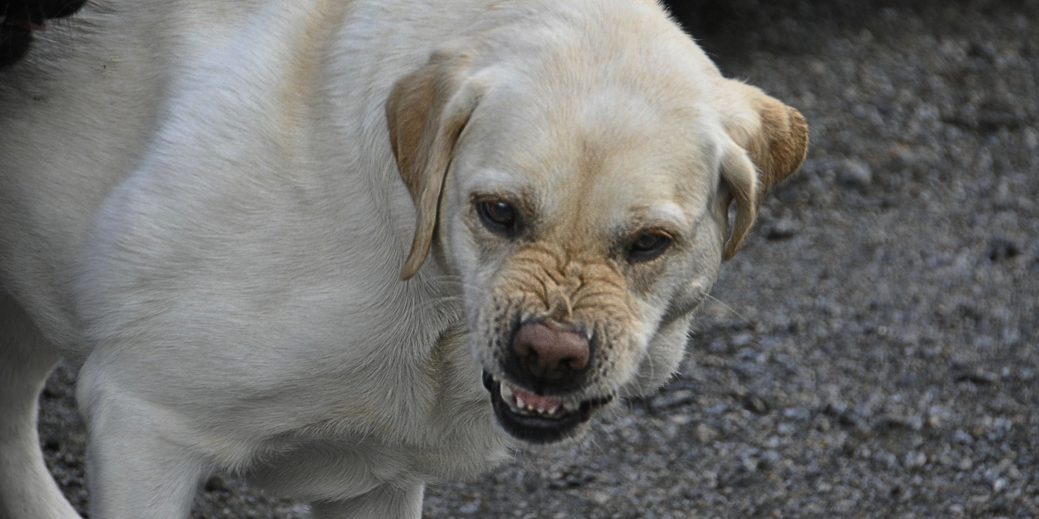 rabies