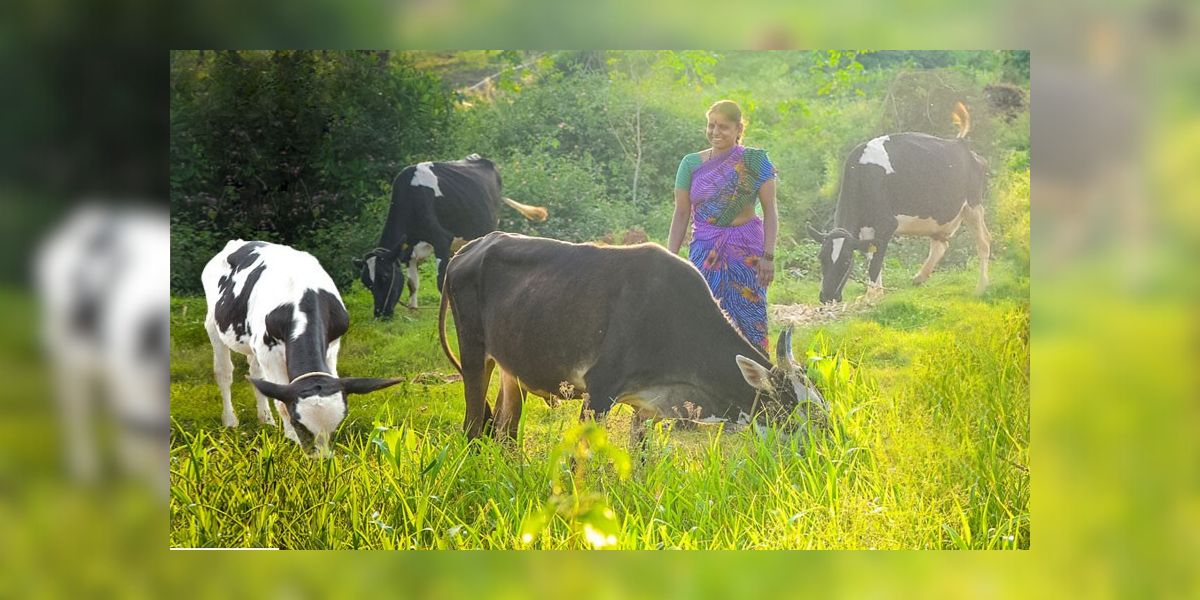 A milk farmer in Karnataka.