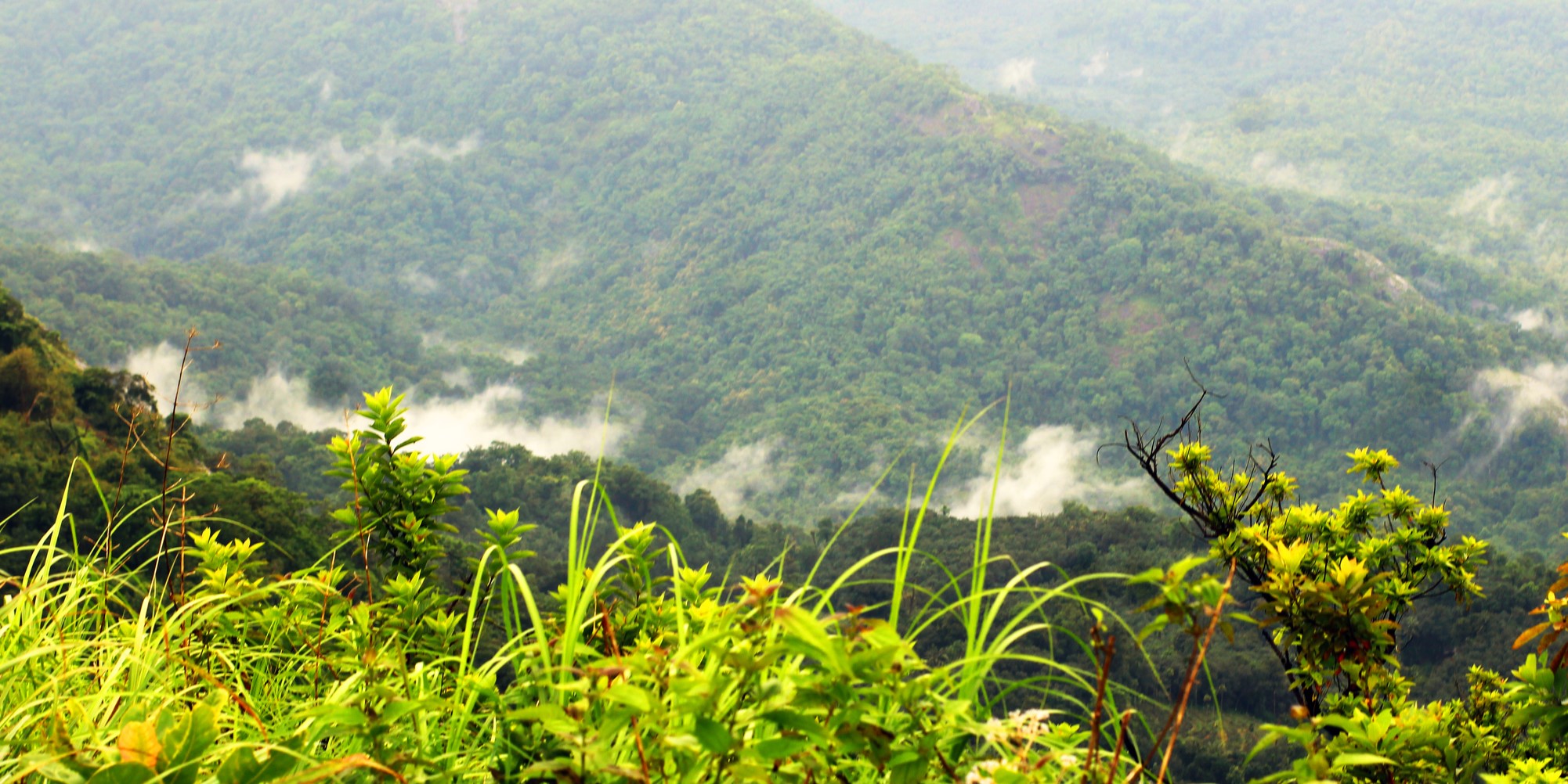 A forest in Kerala.