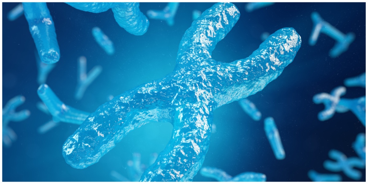 X chromosome gene essential for sperm cell development and male fertility, says new study