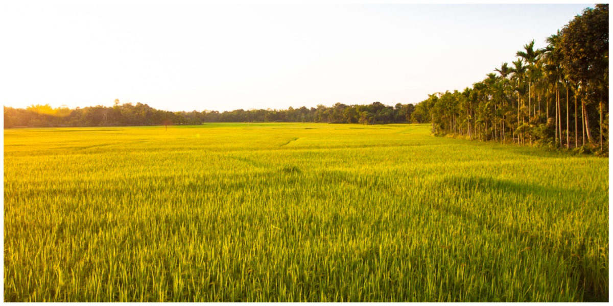 Kharif test: Telangana government braces for unprecedented paddy arrival
