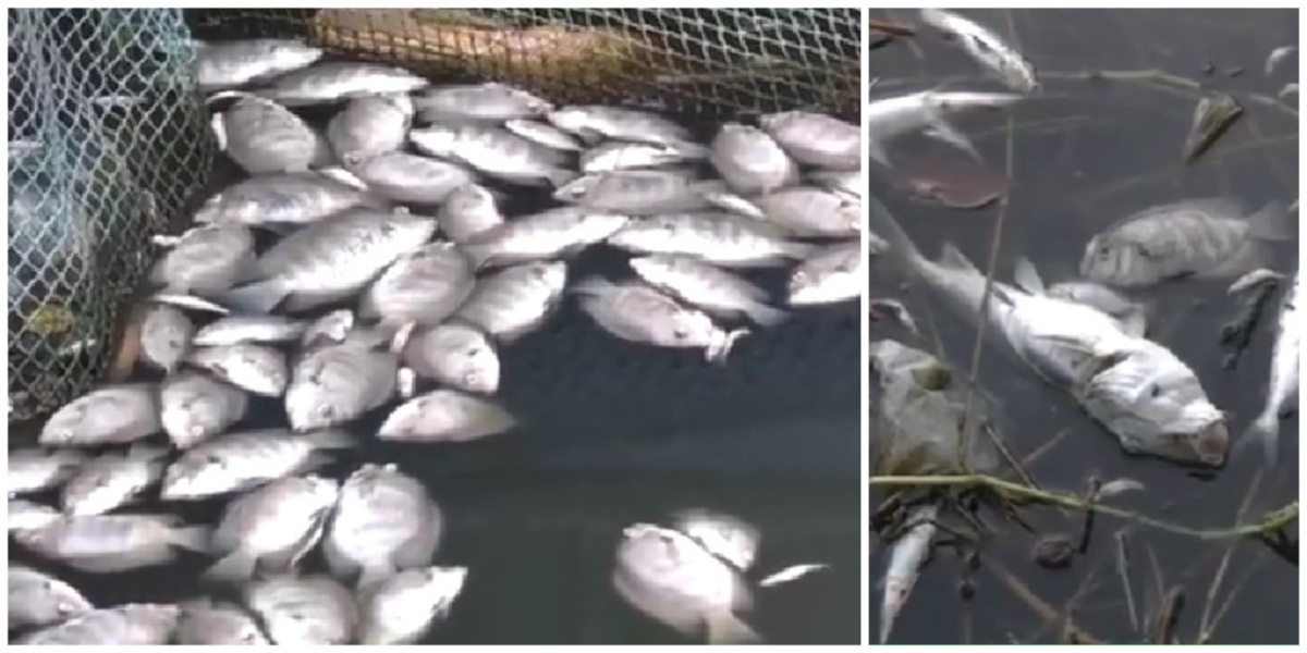 Mass fish deaths in Periyar river sparks protests in Kochi; locals allege chemical waste spill, demand compensation