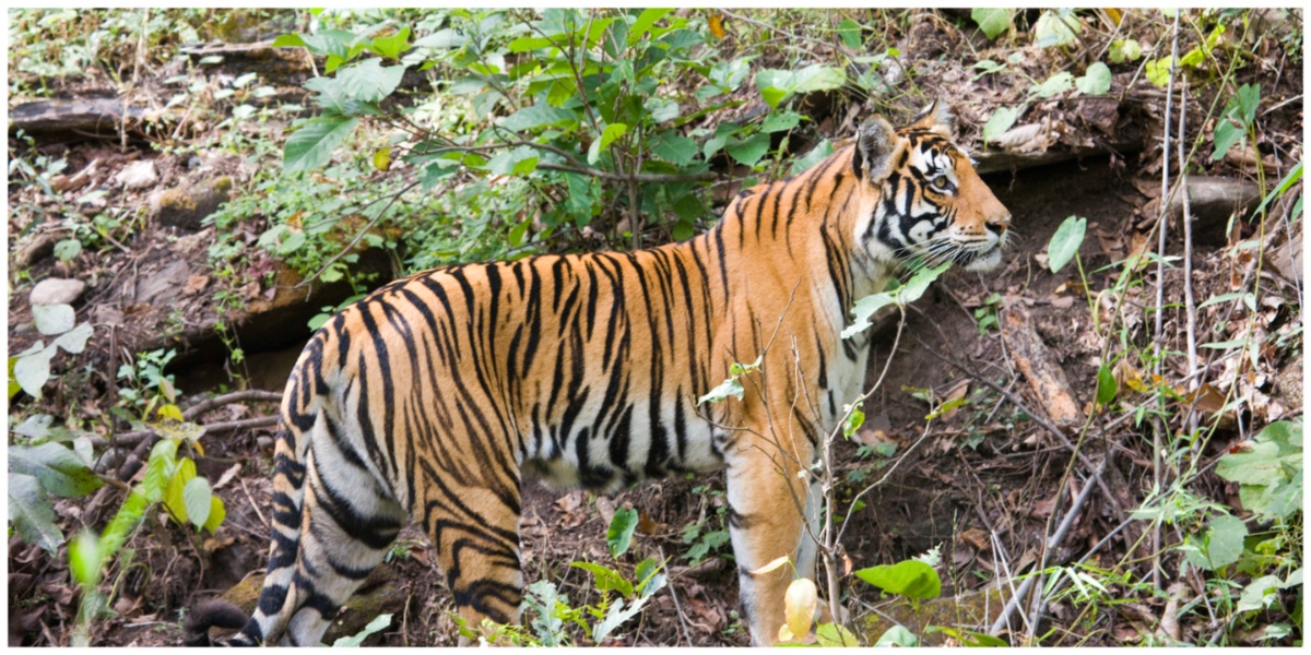 tiger