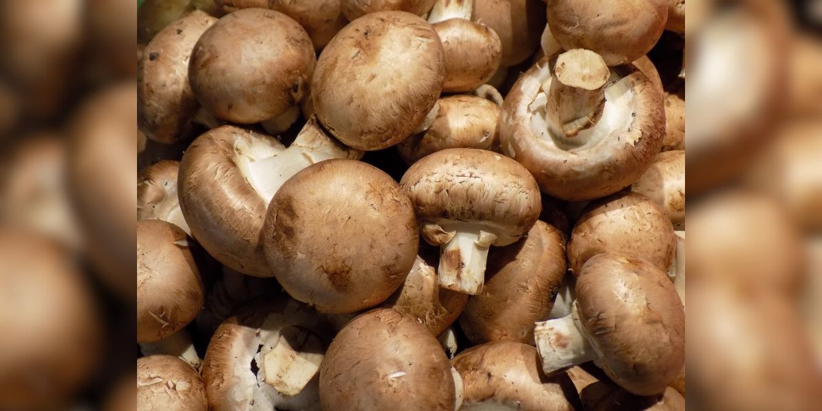 Did you know this food is excellent for diabetes control?