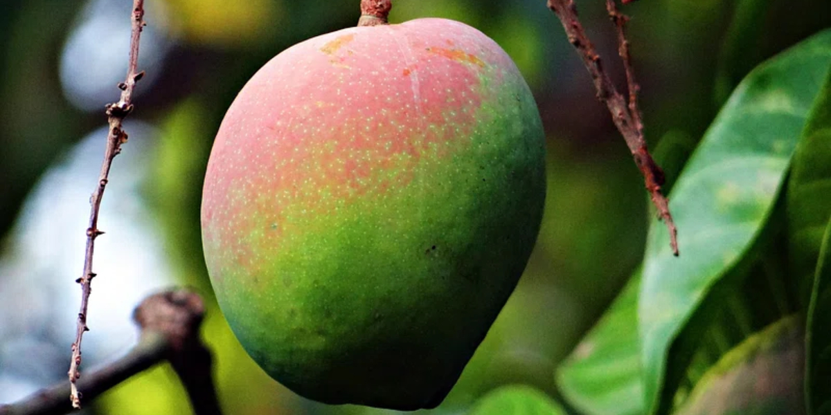 As mango season arrives, FSSAI warns against usage of Calcium Carbide for ripening fruits