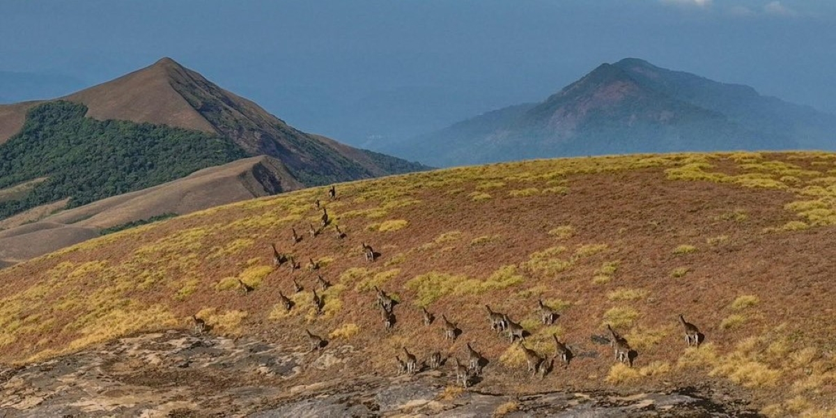 Nilgiri Tahrs. (X)