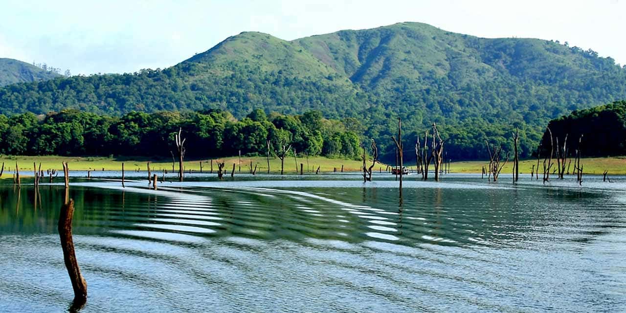 The study also discovered at least seven new species of fish from the various tributaries inside the PTR. (Kerala Tourism)