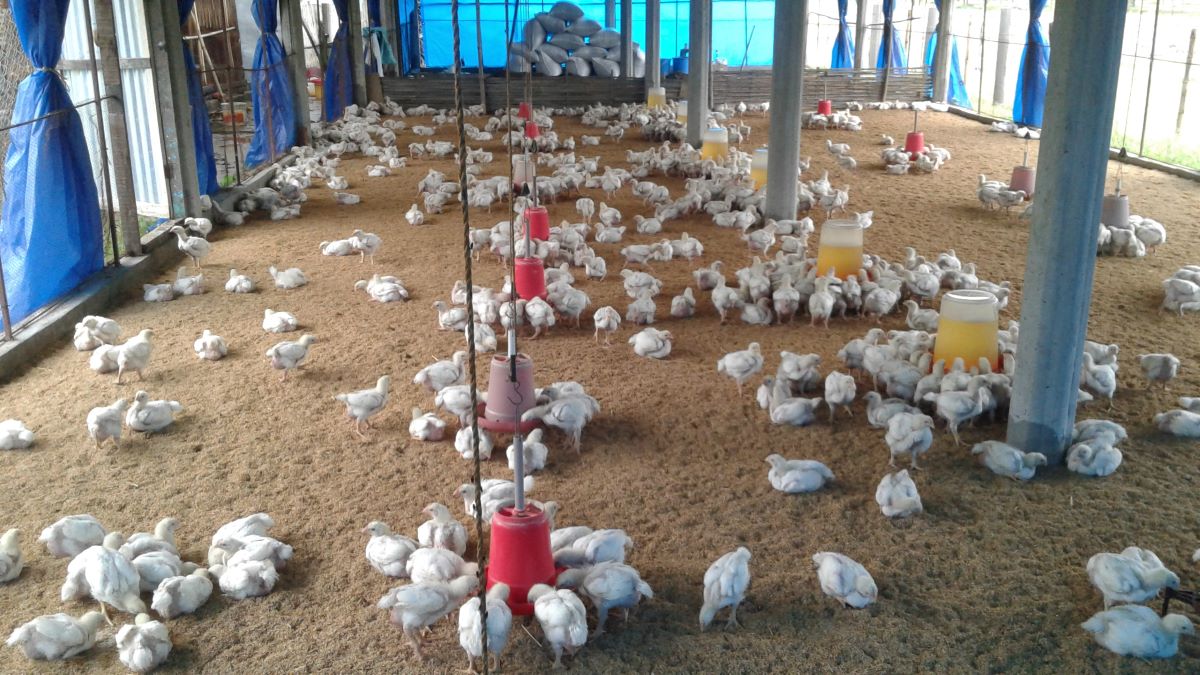 Poultry farm