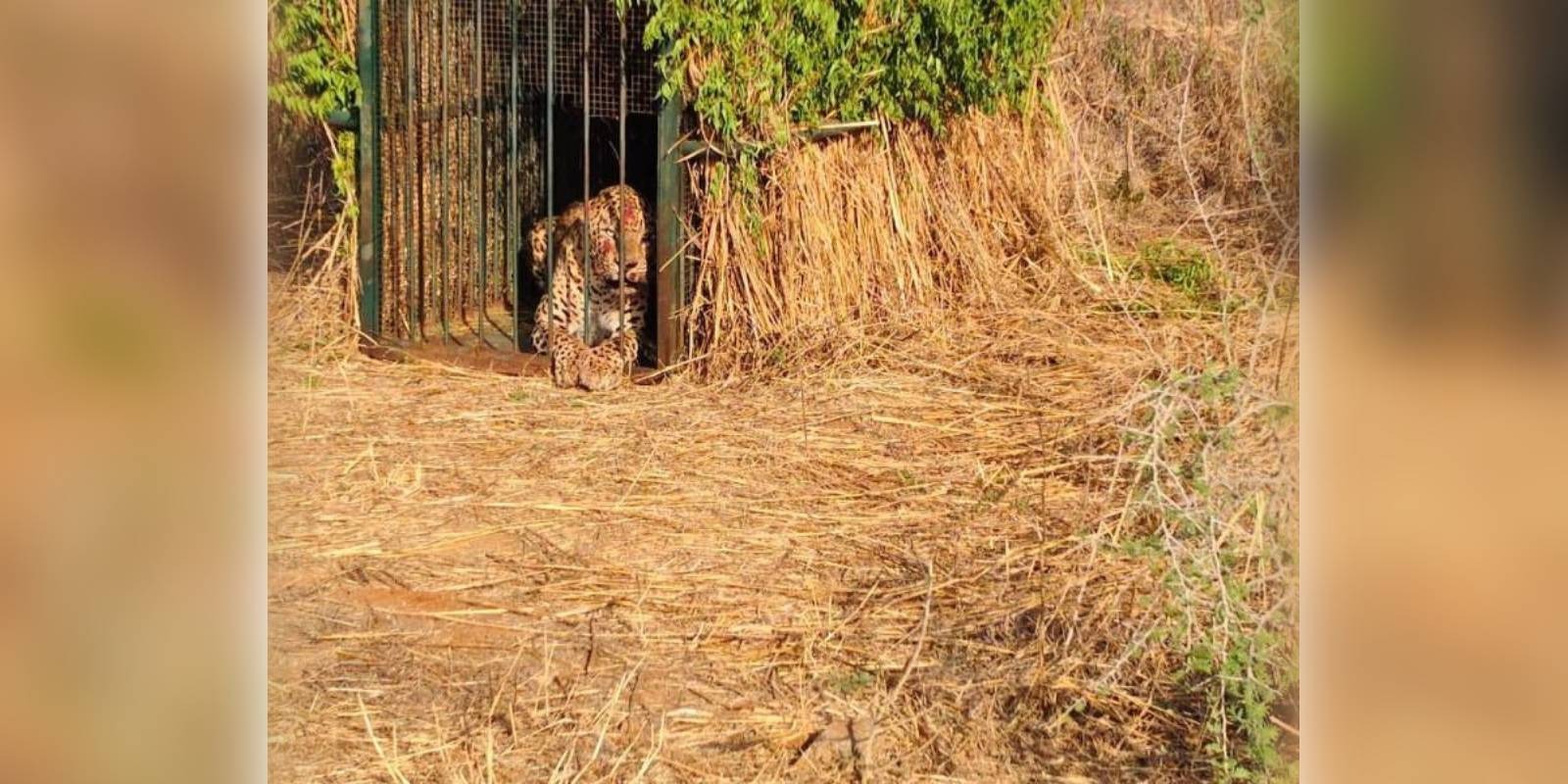 The leopard that was captured from the Hyderabad airport. (X)