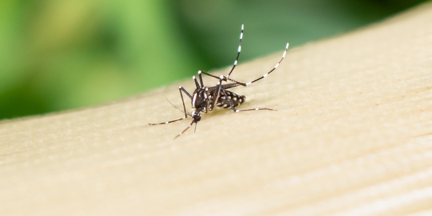 Dengue