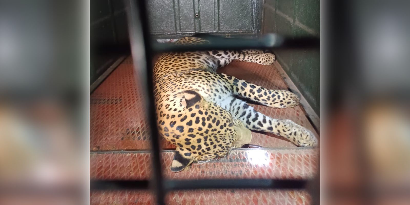 Captured leopard