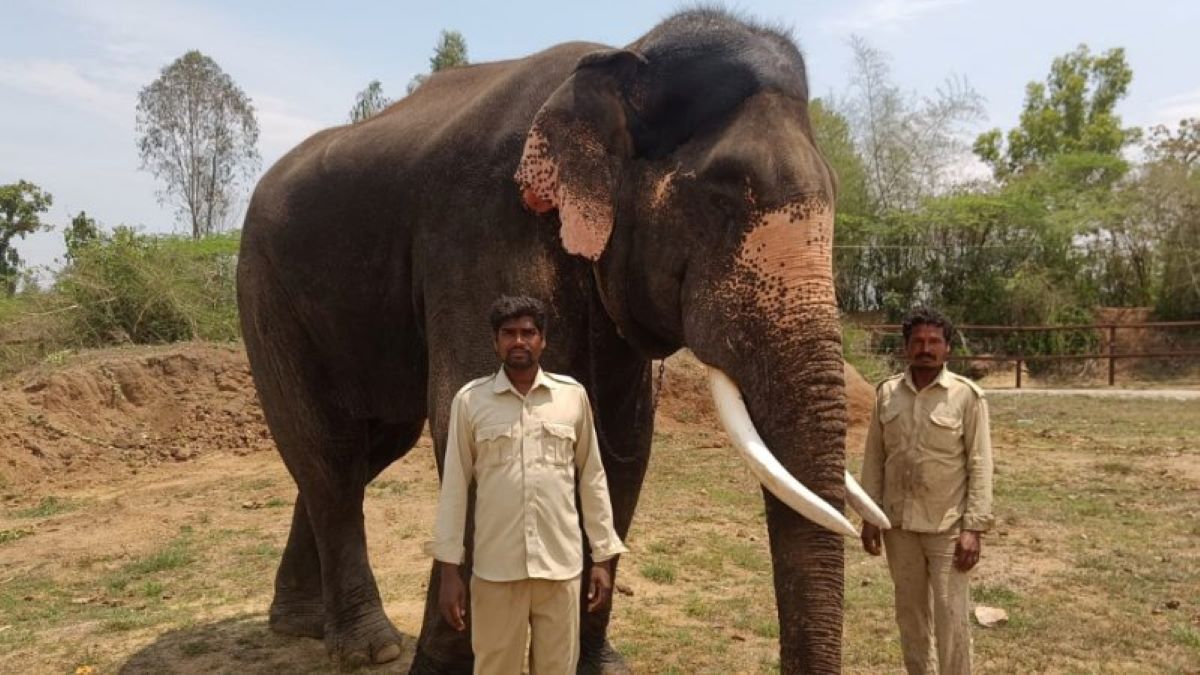 Dasara elephant Ashwatthama