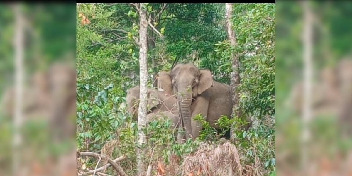Elephant herd at Kanthallur.