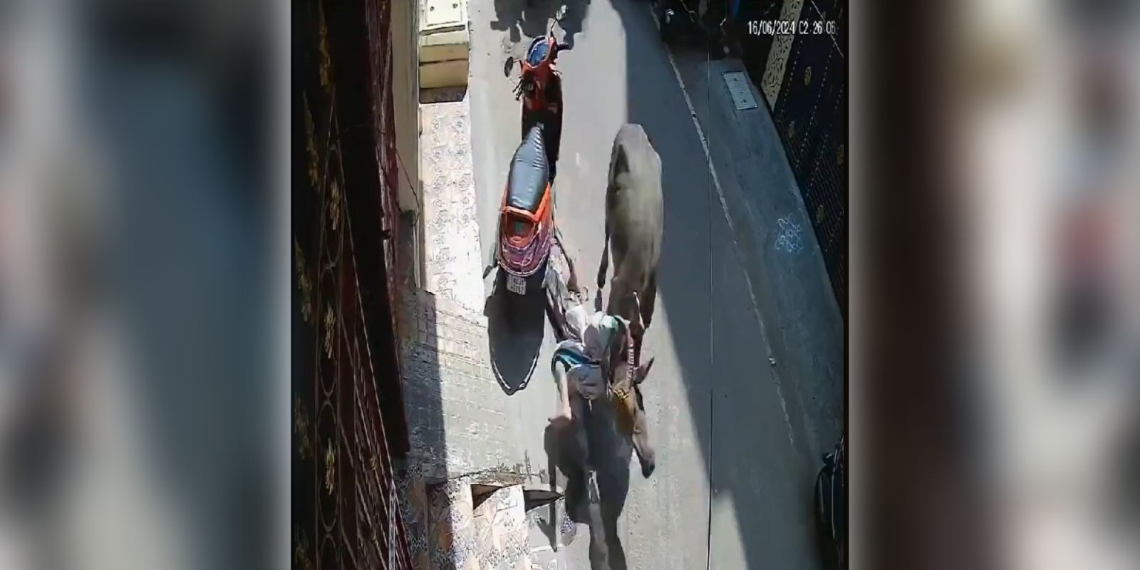 buffalo injures woman