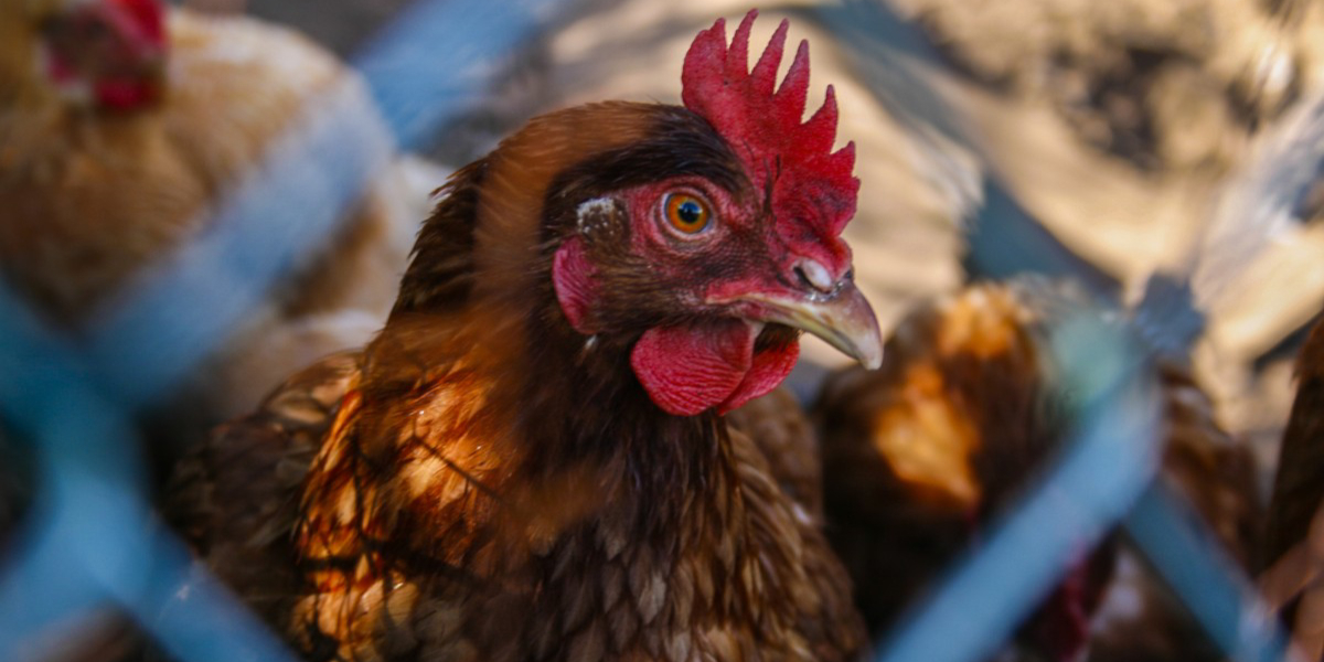 H5N1 australia India