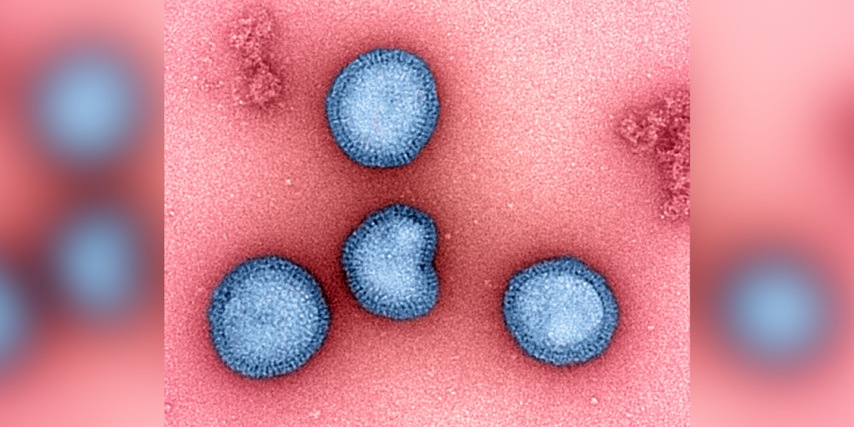 H9N2 Virus in India