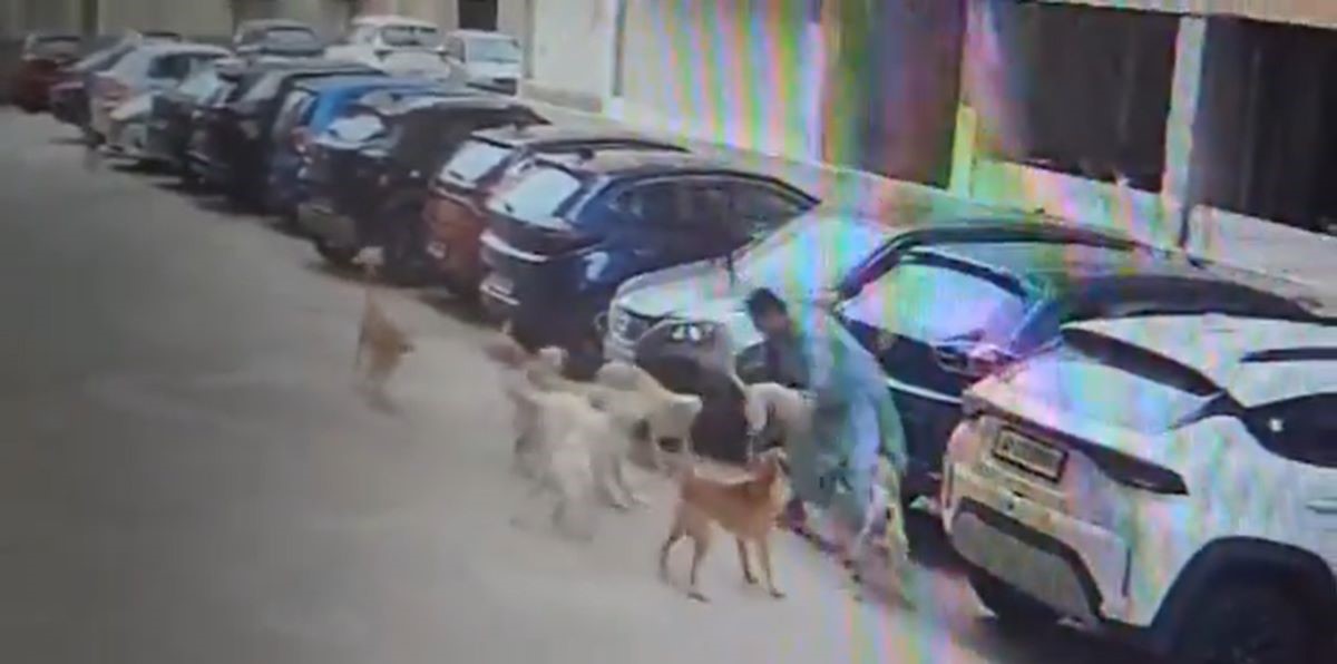 Woman escaping from the stray dogs