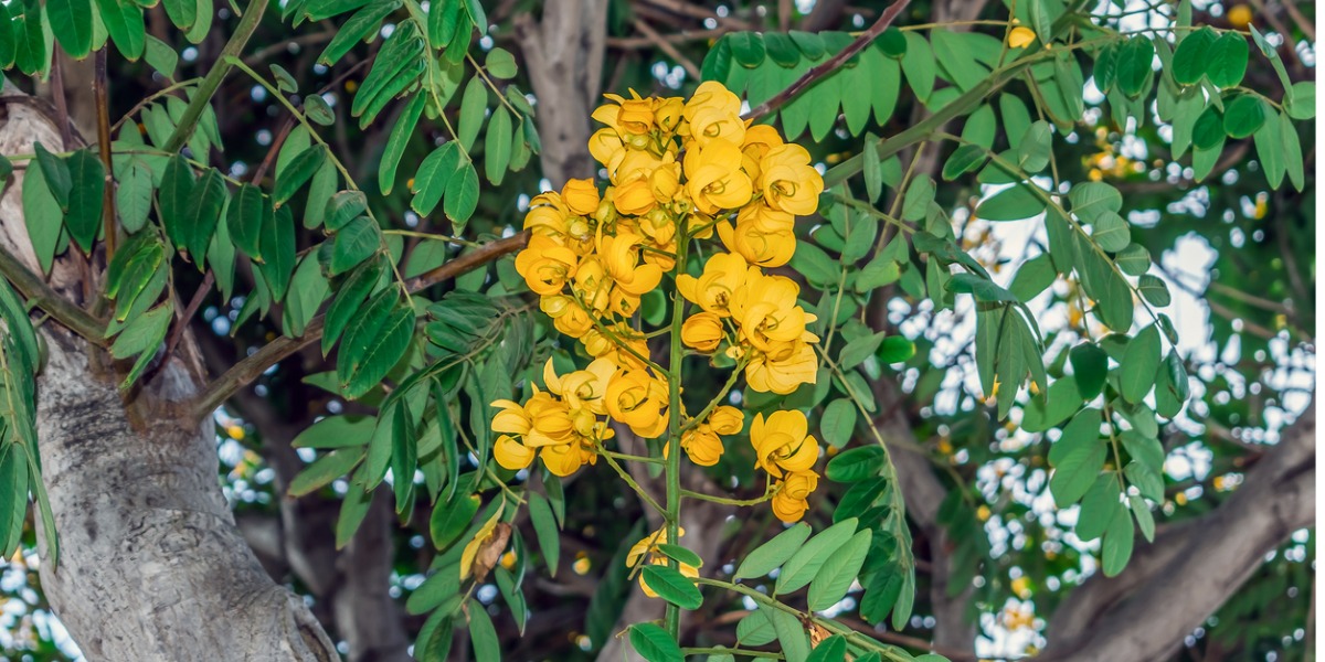 Kerala turns environmental threat to economic opportunity with Senna Spectabilis removal