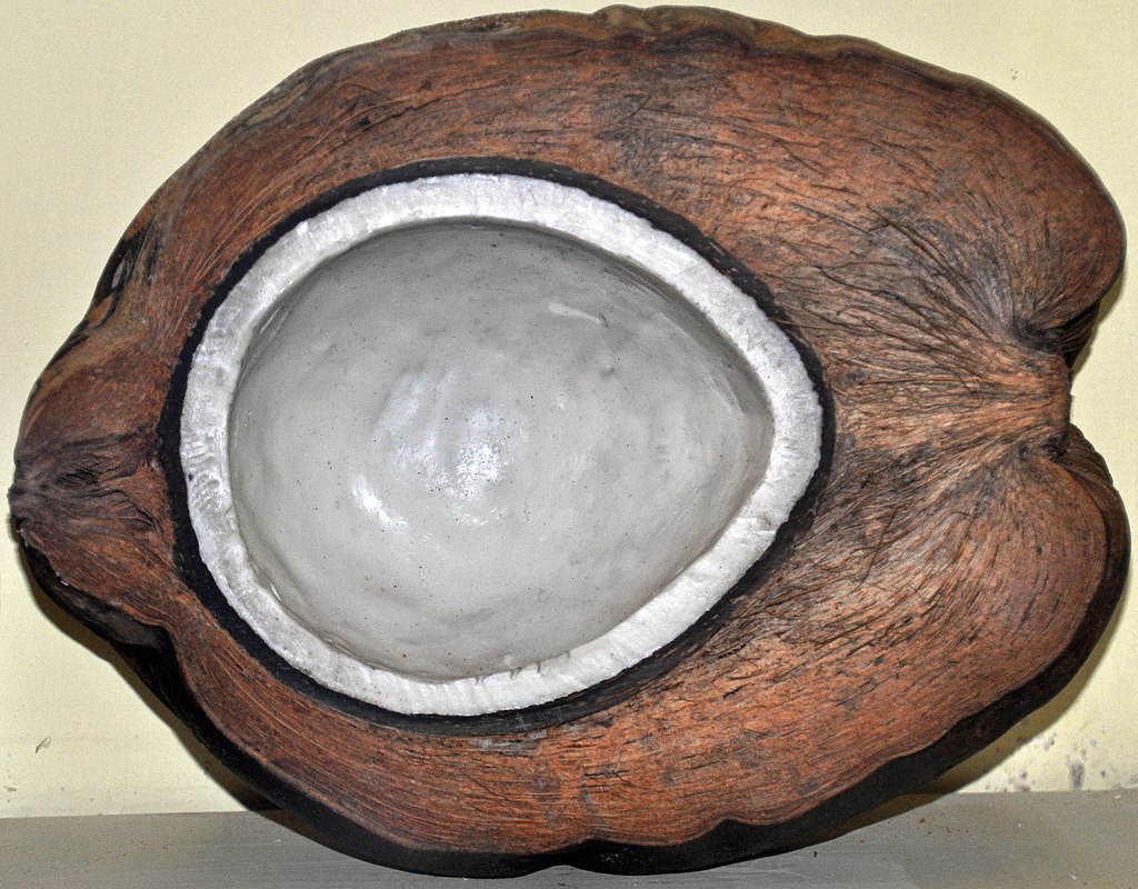 The prototype supercapacitors made of coconut husk-derived activated carbon are four times more efficient than existing supercapacitors, a researcher claimed. (Wikimedia Commons)