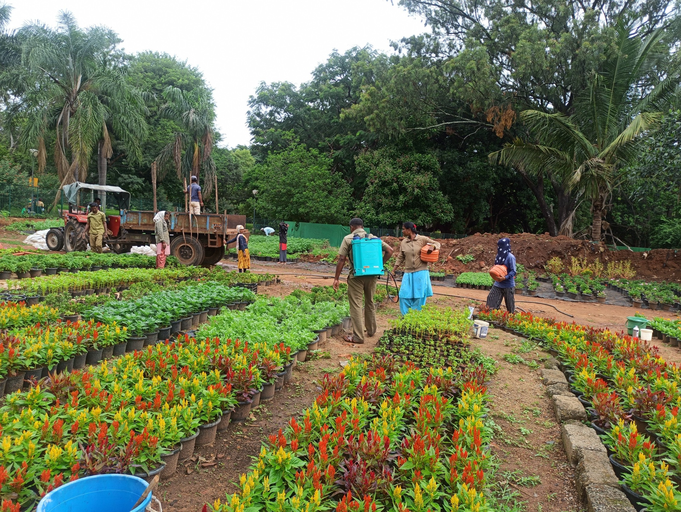 Blossoms of dedication: Gardeners of Lalbagh — the unsung heroes of the famed Flower Show