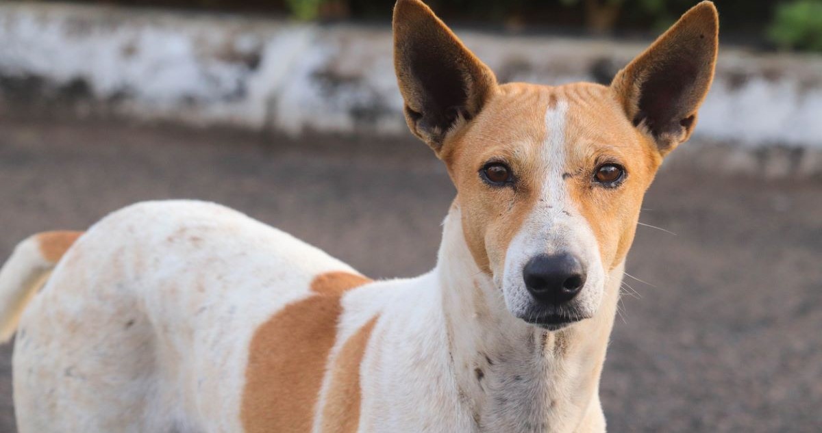 Lost dog returns home travelling alone for 250 km to Belagavi