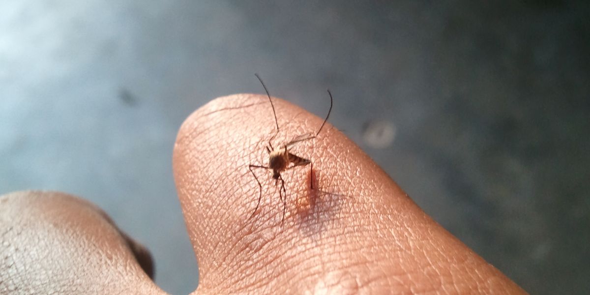 Why alternate treatments for dengue could be dangerous for your health?