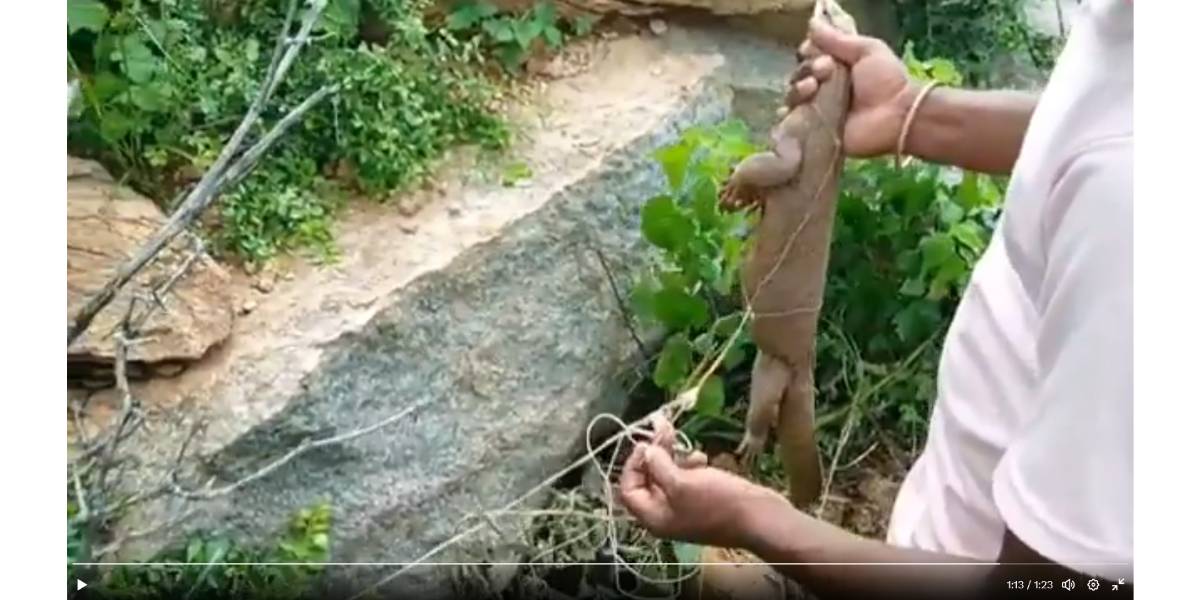 Screengrab from youtuber video trapping Monitor Lizard