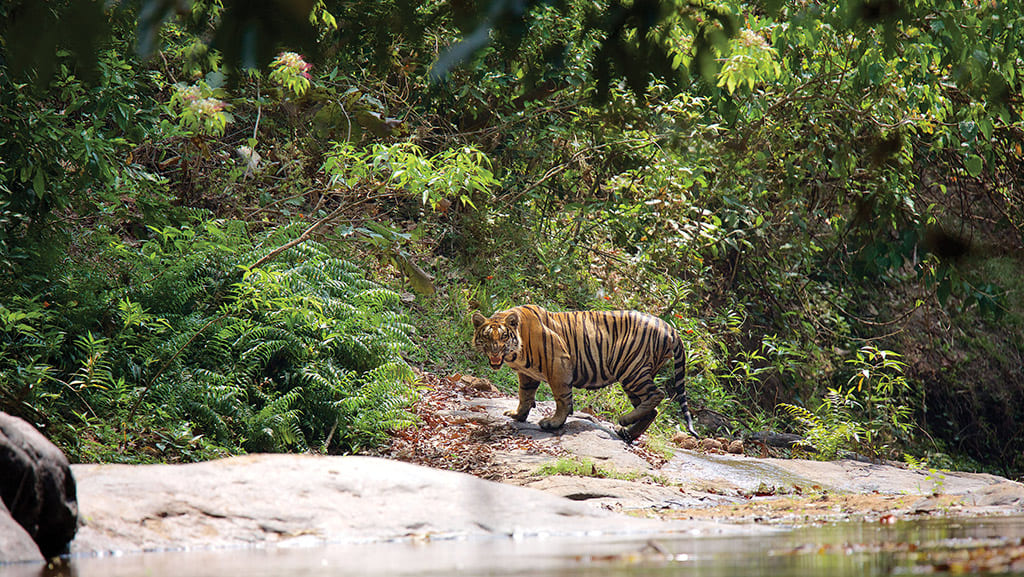 Kerala's wildlife management strategy lacked carrying capacity studies, which determine the maximum number of animals a particular habitat could support based on available resources like food, water, and shelter. (Kerala Tourism)