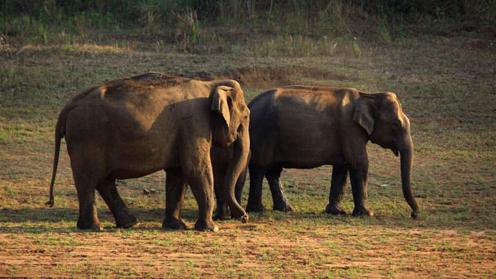 Four Elephants from Bannerghatta to Japan Under Animal Exchange Programme