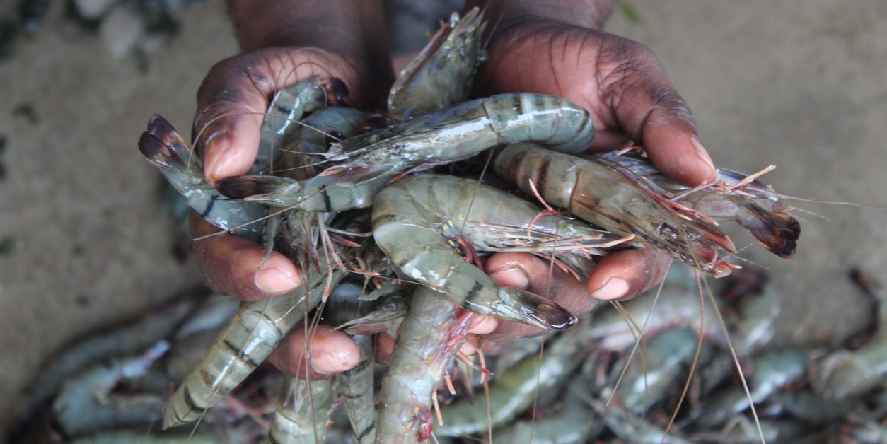 Kerala fisherfolk suffer as US shuts door on shrimp imports