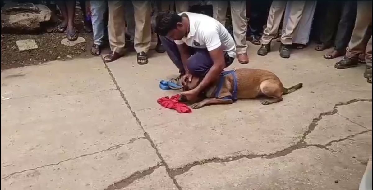 Sniffer dogs helping the police in search operation