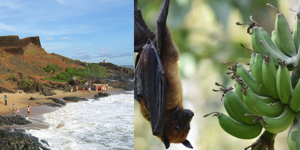 Kerala’s tour operators, fruit vendors bear the brunt of Nipah virus