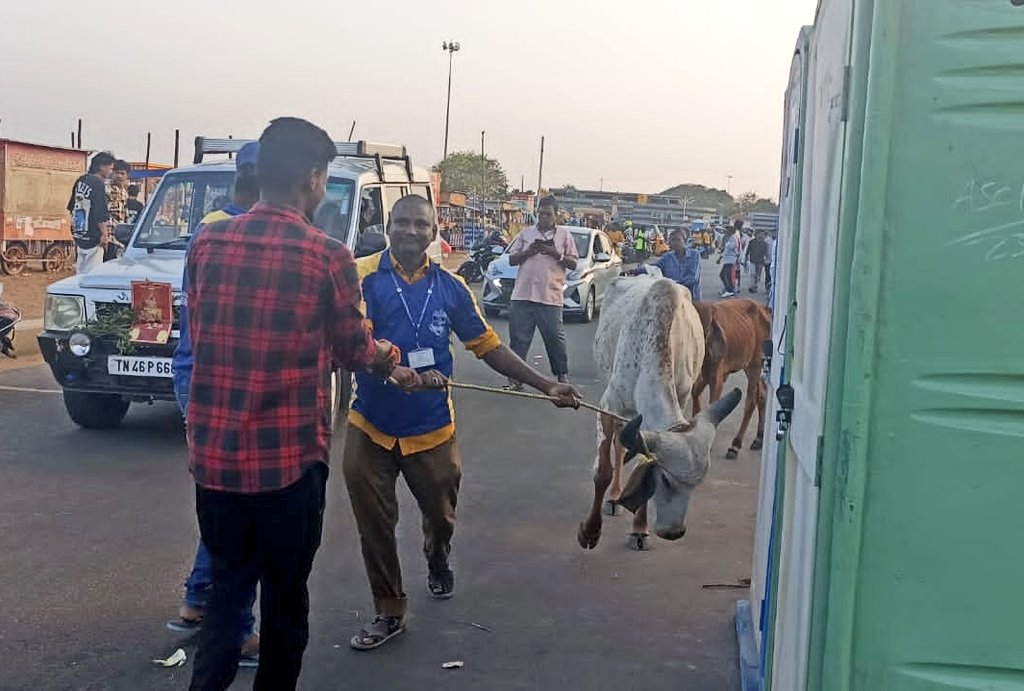 Civic body workers impounding cattle in Chennai. (Supplied)