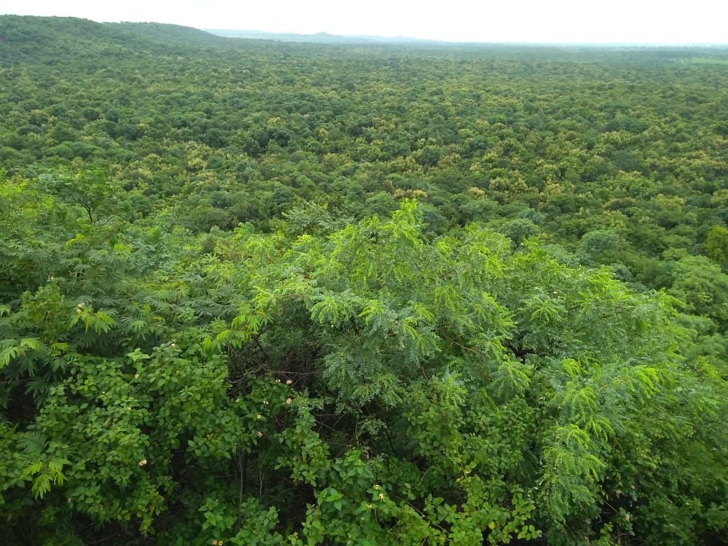 Damagundam Reserve Forest in Vikarabad is home to a rich diversity of flora and fauna.