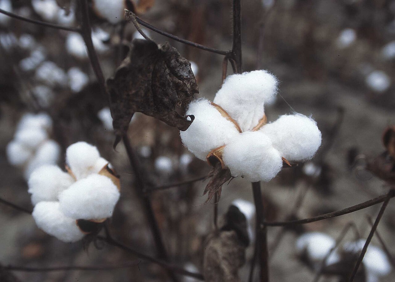 All 325 ginning mills across major cotton belts including Adilabad, Khammam, Warangal, Karimnagar, Nalgonda and Mahabubnagar have stopped lifting cotton.