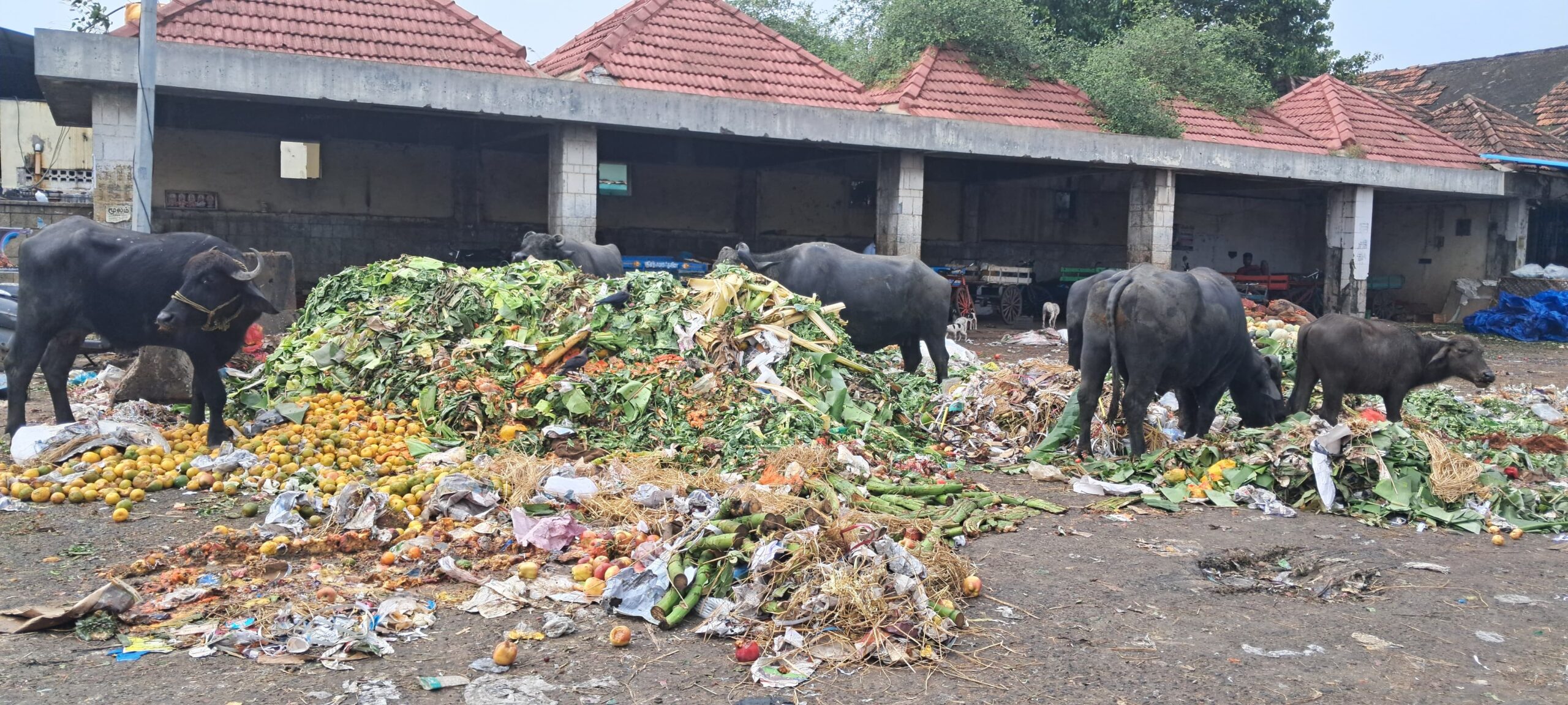 Health risks in Koyambedu market as garbage takes over: Will officials act on time?
