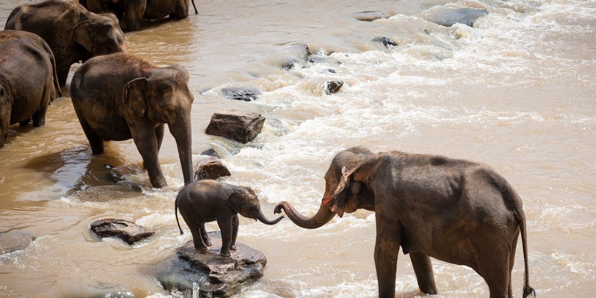 Solar fences and trenches to protect animals in Andhra
