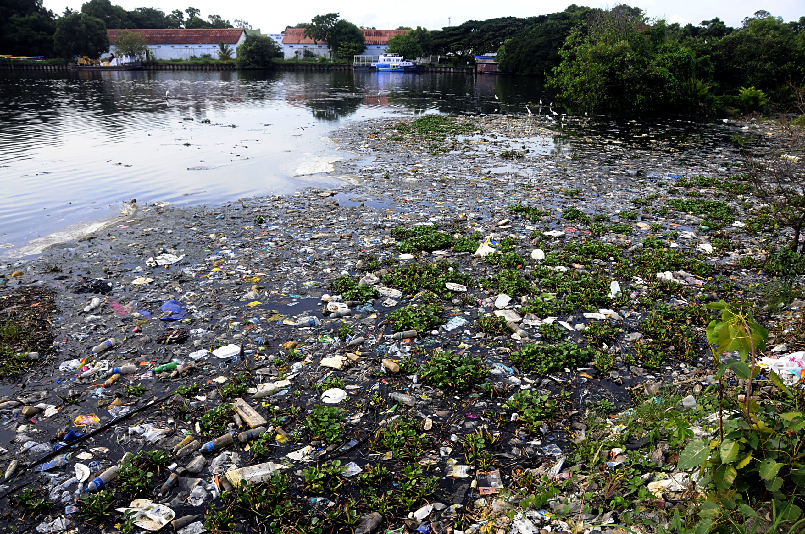 Kannur panchayat study warns of microplastic risk at Azhikkal estuary