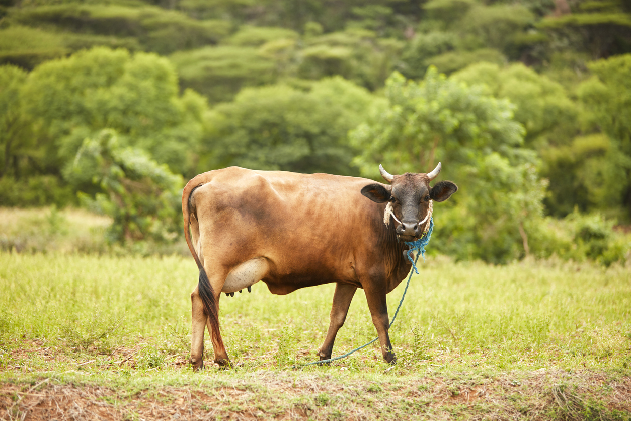 Cows mutilated Bengaluru
