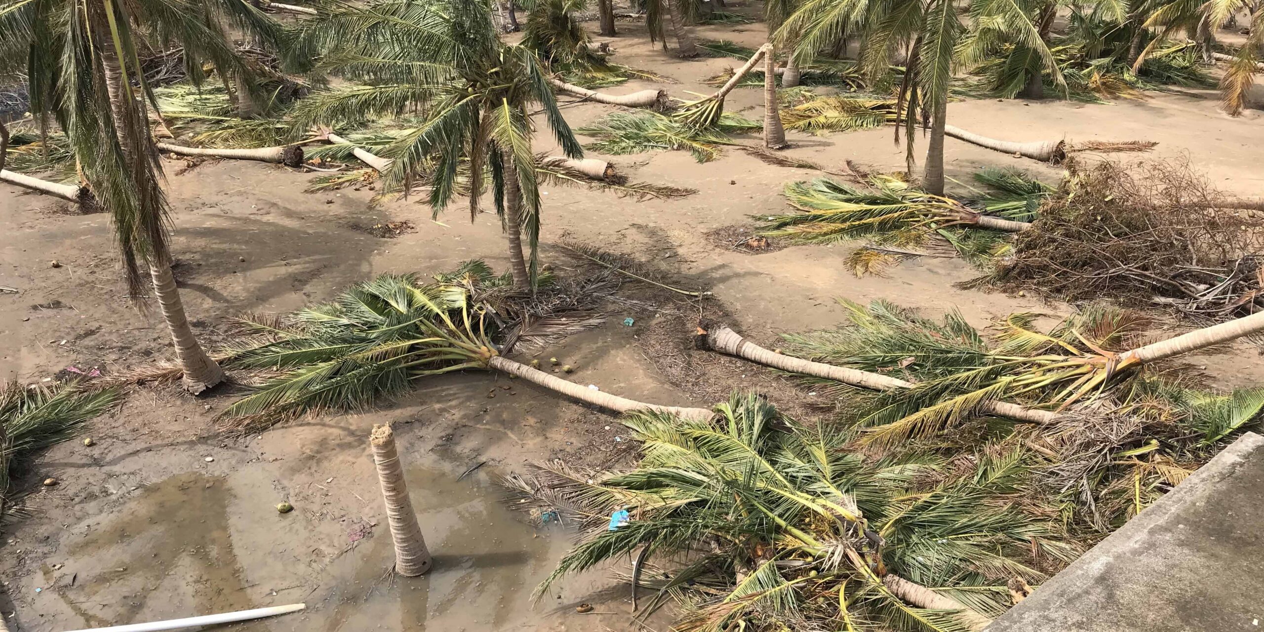 Farmers lost most of their coconut trees to Cyclone Gaja that hit Nagapattinam from the Bay of Bengal (Jency Samuel)