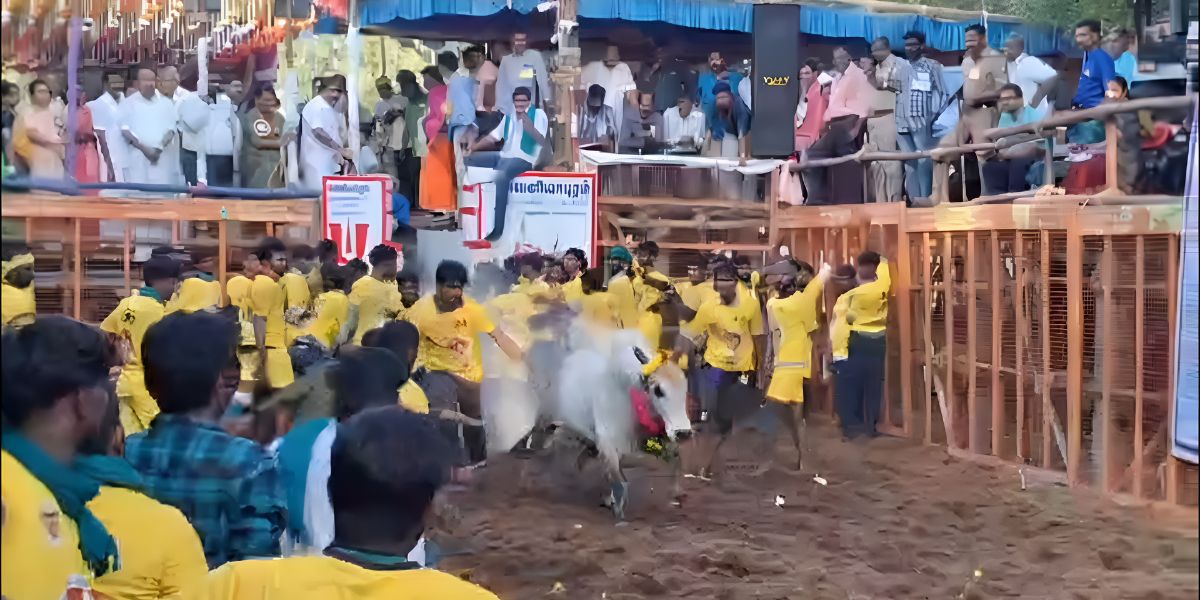 Madurai Jallikattu