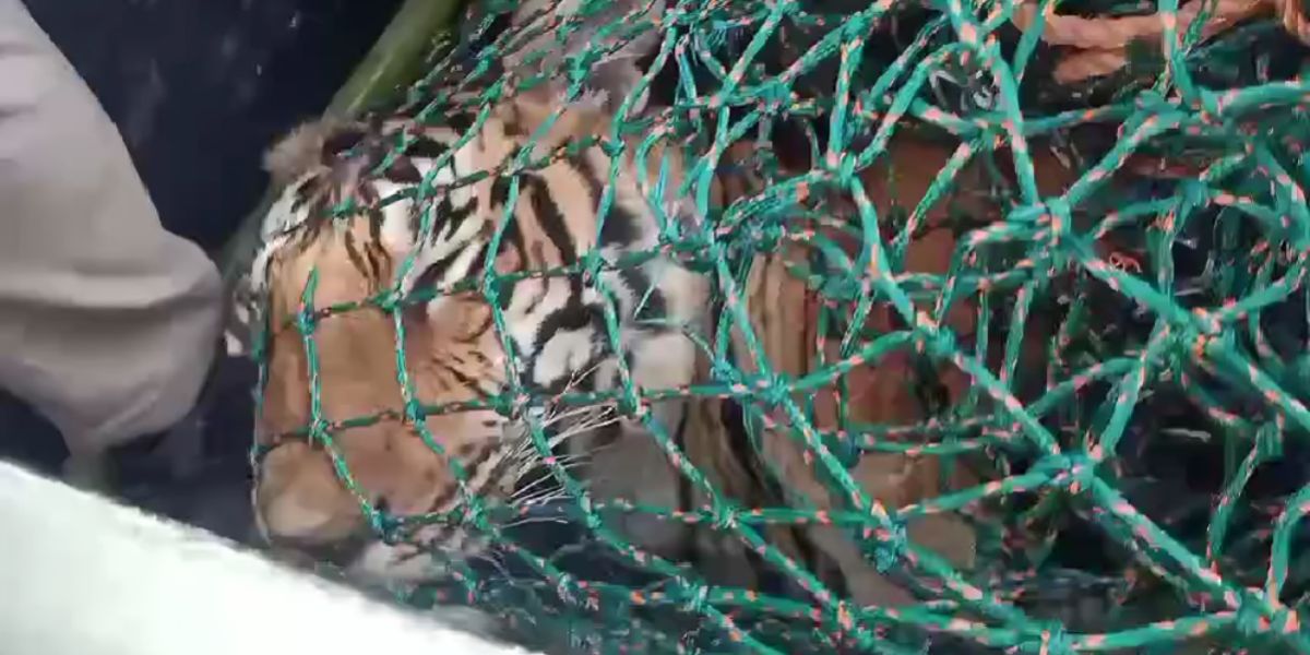 Kerala Forest Department finds man-eating tiger dead in Wayanad.