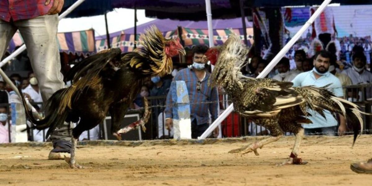 Cock fights in Andhra Pradesh for Sankranti