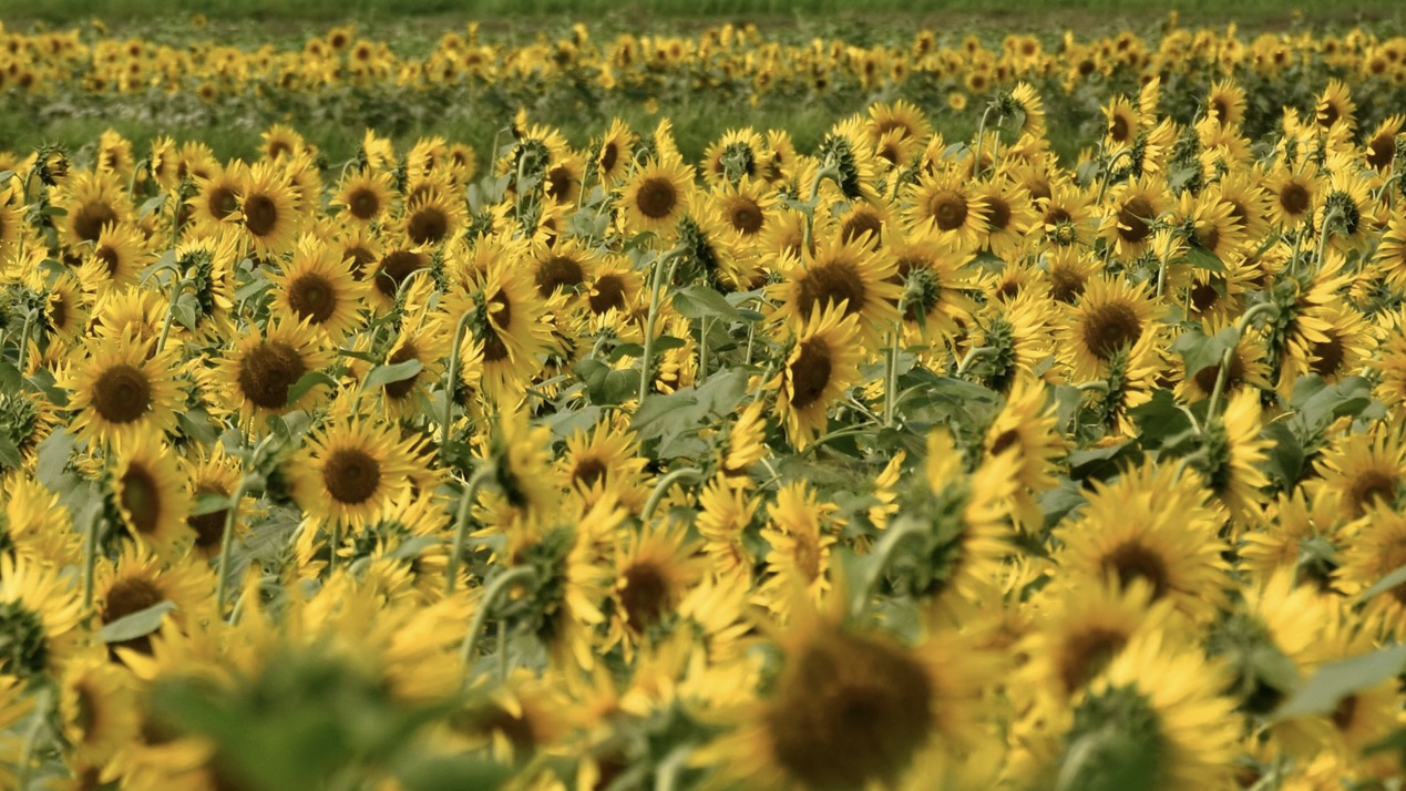 Maize, pulses, sunflower – Karnataka leads in output shows economic survey