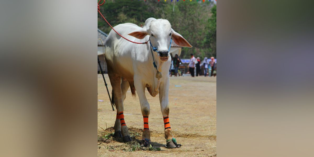 Valuable cattle