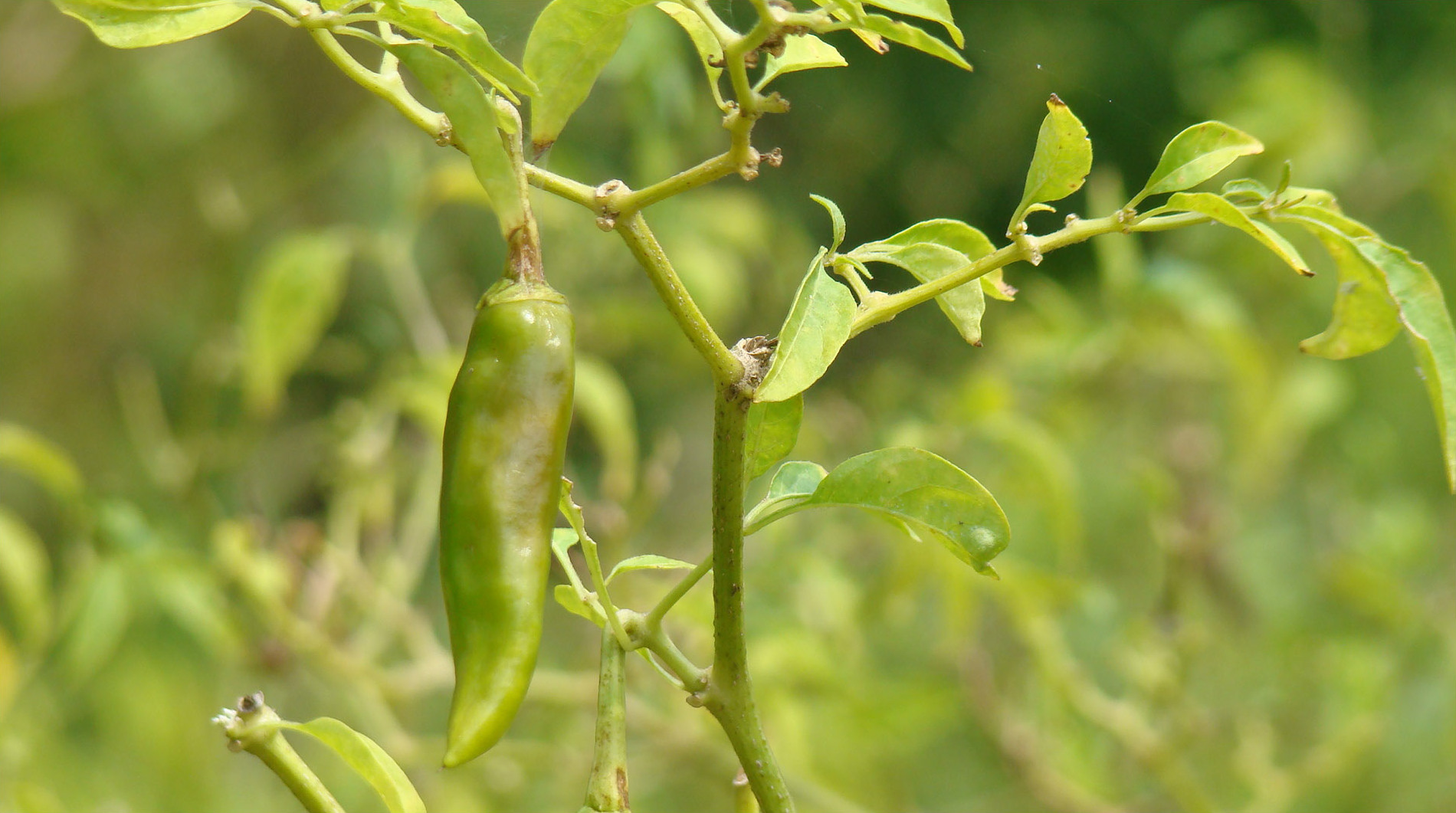 Chilli