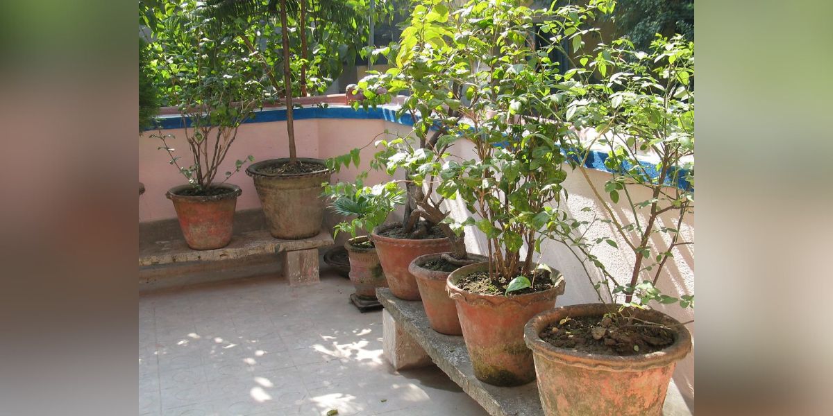 Potted plants at a terrace in Chennai.