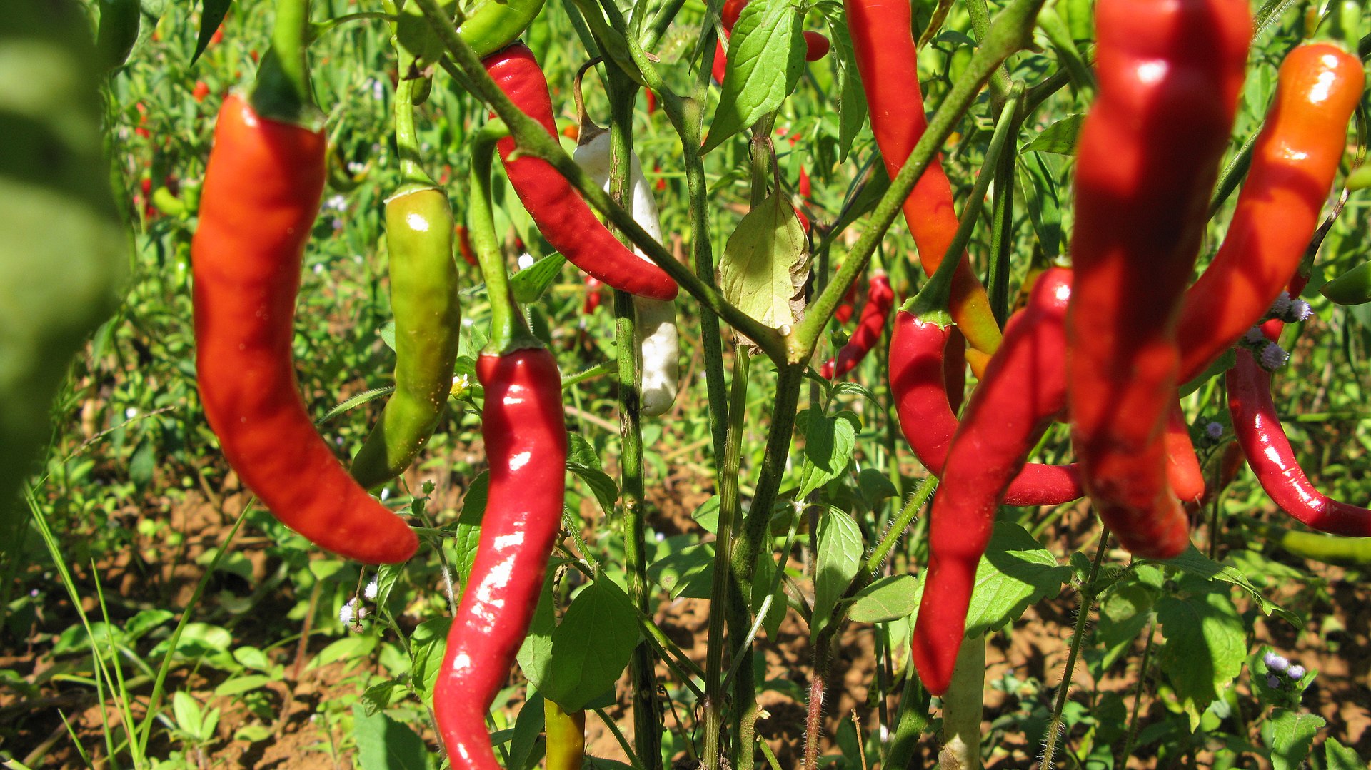 A sharp decline in exports has affected the chilli markets in Andhra Pradesh. The state has been exporting huge quantities of chillies to countries including China, Sri Lanka, Bangladesh, Indonesia, and Thailand. Vyacheslav Argenberg/Wikimedia Commons)