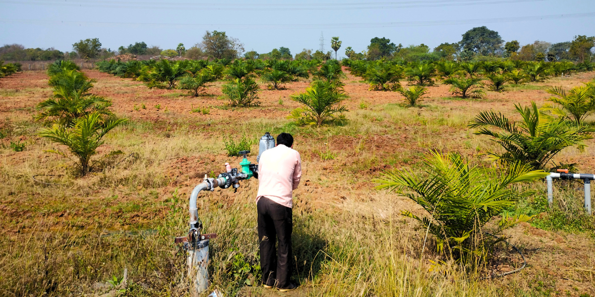 Telangana's push for oil palm cultivation is a new hope for some although concerns persist