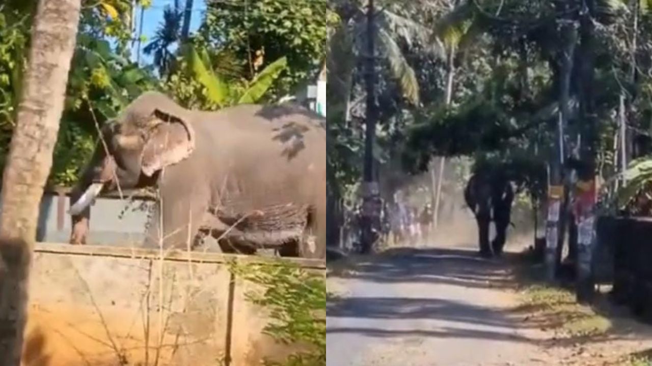 Elephant gores one to death, critically injures two at Kerala temple festival